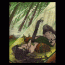 foret7